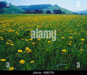 Mai 1998 Lowenzahnfeld Bluhend Bauernhofe Field Löwenzahn Stockfoto