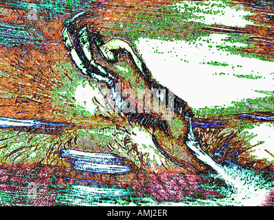Magot au Printemps Moyen Atlas Maroc Jouant Dans un Ruisseau spielen in einem Bach IUCN Macaca Erwachsene Erwachsene Barbary Ökosystem Ecosy Stockfoto