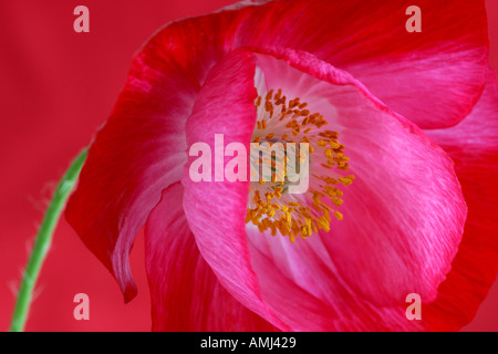 Shirley Mohn Papaver Rhoeas mit rotem Hintergrund Stockfoto