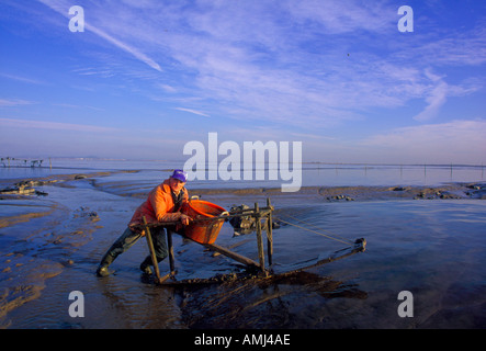 Brendan Sellick die letzte Schlamm Fischer auf seinem Pferd Schlamm heraus in den Bristolkanal bei Ebbe Stockfoto