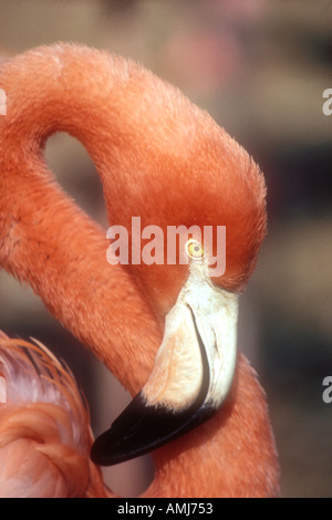 Flamingo Stockfoto
