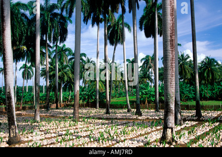Kuba, Guantanamo, Baracoa, Baumschule Für Palmen Stockfoto
