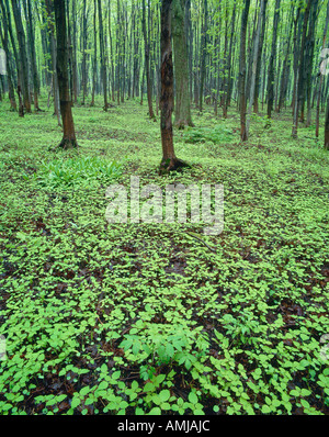 Bruce Trail, Singhampton, Ontario, Kanada Stockfoto