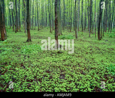 Bruce Trail, Singhampton, Ontario, Kanada Stockfoto