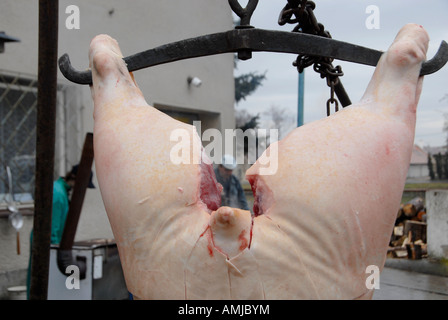 Ein Metzger wird durch einen geschlachteten Kadaver eines Schweins in einem Schlachthof oder Schlachthof in einer ländlichen Siedlung in der Region Pardubice Tschechien gesehen. Stockfoto