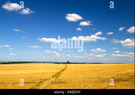 Landschaft mit einem goldenen Feld unter blauen Wolkenhimmel Stockfoto