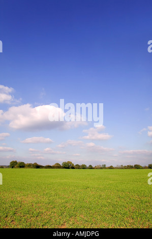 Strahlend blauer Himmel Landschaft mit einer Baumgrenze jenseits der grünen Wiese Stockfoto