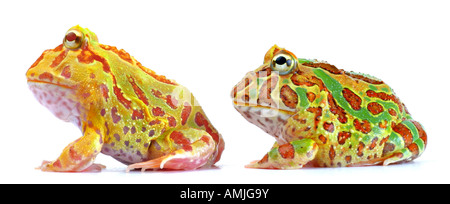 argentinische gehörnten Frosch Pacman Frog Ceratophrys Ornata zwei Personen nebeneinander sitzen Stockfoto