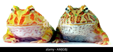 argentinische gehörnten Frosch Pacman Frog Ceratophrys Ornata zwei Personen sitzen auf dem anderen Stockfoto