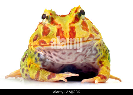 argentinische gehörnten Frosch Pacman Frog Ceratophrys Ornata zwei Personen sitzen auf dem anderen Stockfoto