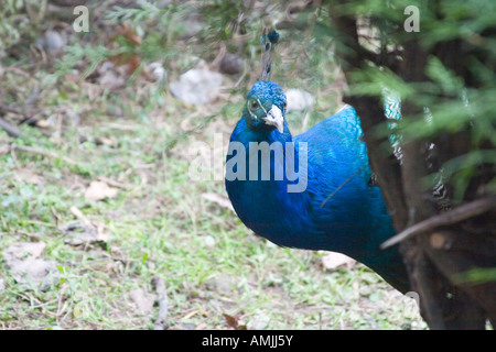 Ganca Aserbaidschan 2005 Stockfoto