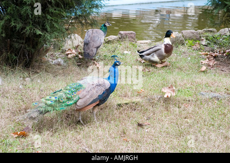 Ganca Aserbaidschan 2005 Stockfoto