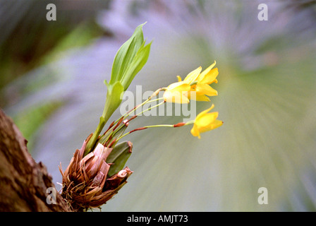 Gelbe epiphytischen Orchidee Sweet Scented Lycaste, Lycaste Aromatica (SY Lycaste Saccata), Orchidaceae. Mexiko, Mittelamerika. Stockfoto