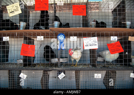 Hühner in Käfigen auf landwirtschaftlichen zeigen, South Africa Stockfoto