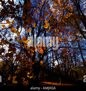 Surrey Coldharbour Herbstlaub weht Stockfoto