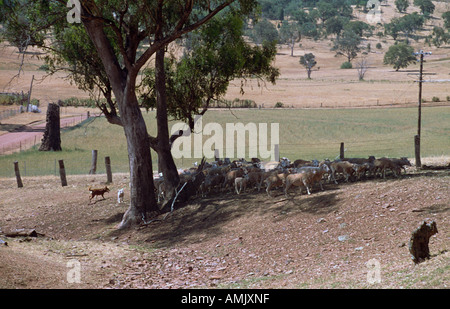 New South Wales Australien Murga Schaffarm Stockfoto