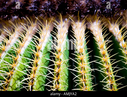 Kakteen Echinocactus Grusonii abstrakt Palmitos Park Gran Canaria Stockfoto