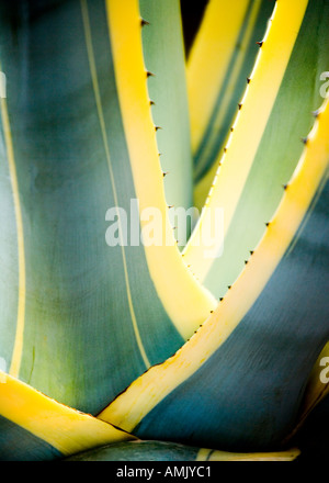 Kaktus Agave Americana Variegata abstrakt Palmitos Park Gran Canaria Stockfoto