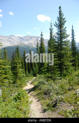 Zur Ansicht der Peyto Lake entlang Icefields Parkway-Banff Nationalpark Alberta Kanada kanadischen Rockies kanadischen Rocky Mountains Trail Stockfoto