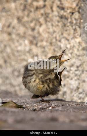 Rock-Pieper Anthus Petrosus kratzen cornwall Stockfoto