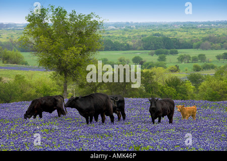 Eine Herde von Black-Angus-Kühe in einem Feld von Texas Bluebonnets in der Nähe von Ennis Texas USA Stockfoto