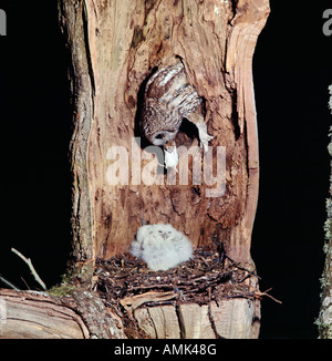 Waldkauz Chouette Hulotte Waldkauz Strix Aluco mit jungen im Nest Tiere Asien Asien Aves Vögel Greifvögel Chat Huant Chouet Stockfoto