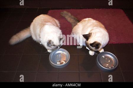 Zwei Zweibettzimmer Ragdoll Kätzchen füttern nebeneinander im Innenbereich Stockfoto