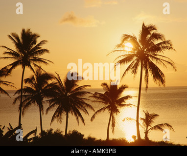 Sonnenuntergang über Palmen, Oahu, Hawaii, USA Stockfoto