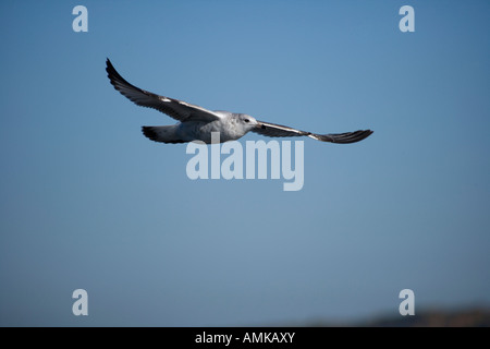 Juvenile Ring-billed Gull Larus Delawarensis New York USA Soaring Stockfoto