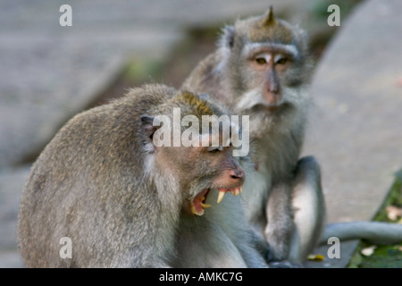 Gähnend Tailed lange Makaken Macaca Fascicularis Affenwald Ubud Bali Indonesien Stockfoto