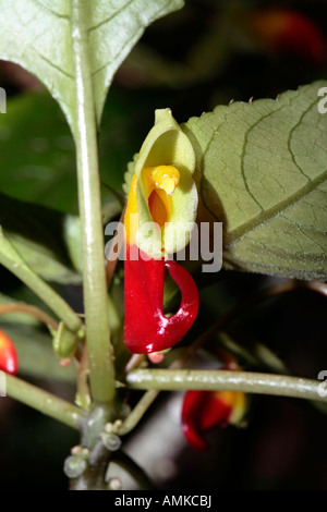 Impatiens Niamniamensis - Kongo Kakadu /Parrot Bill-Mitglied der Familie Balsaminaceae Stockfoto