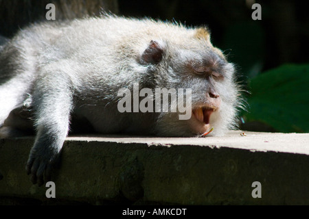 Gähnend Tailed lange Makaken Macaca Fascicularis Affenwald Ubud Bali Indonesien Stockfoto