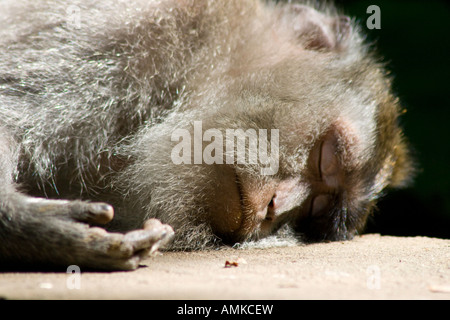 Schlafen lange Tailed Makaken Macaca Fascicularis Affenwald Ubud Bali Indonesien Stockfoto