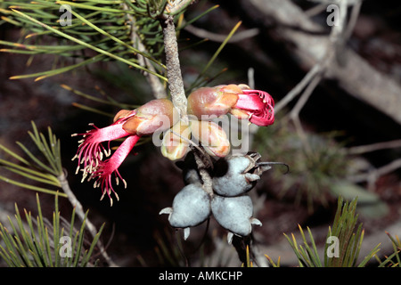 Brachland Clawflower/Netbush-Calothamnus Validus-Mitglied der Familie Myrtaceae Stockfoto