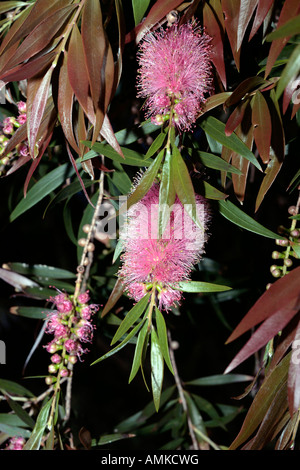 Bottlebrush - Callistemon - Mitglied der Familie Myrtaceae Stockfoto