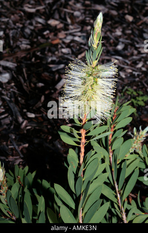 Fluss Bottlebrush - Callistemon Sieberi-Mitglied der Familie Myrtaceae Stockfoto