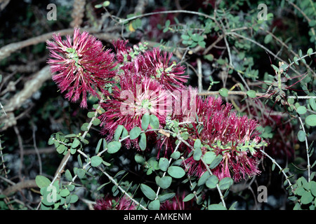 Granit Honig-Myrte - Melaleuca Elliptica-Mitglied der Familie Myrtaceae Stockfoto