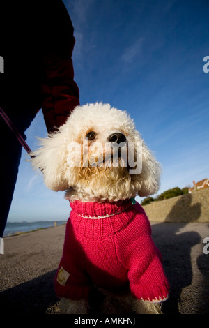 kleiner Hund tragen rote Strickmantel Stockfoto