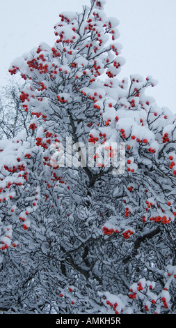 Schnee beladene Busch mit roten Beeren Stockfoto