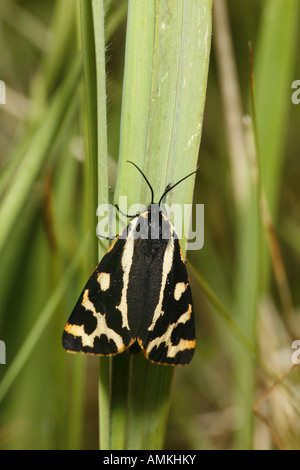 Holz-Tiger moth Stockfoto