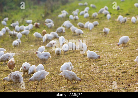 Freilaufenden Hühnern Rasse Isa 257 herumlaufen frei an der Sheepdrove Bio Bauernhof Lambourn in England Stockfoto