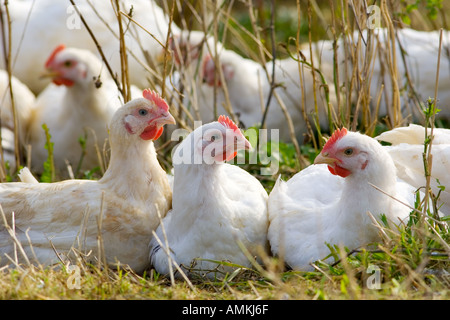 Freilaufenden Hühnern Rasse Isa 257 herumlaufen frei an der Sheepdrove Bio Bauernhof Lambourn in England Stockfoto