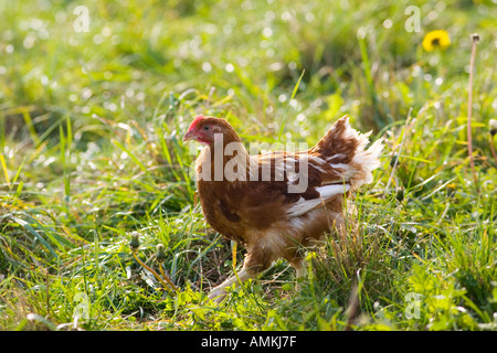 Freilaufenden Hühner der Rasse Isa 257 Roam frei an Sheepdrove Bio Bauernhof Lambourn in England Stockfoto