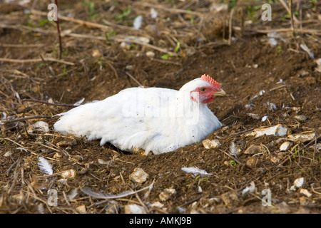 Freilaufenden Hühner Rasse Isa 257 in Staub Baden an der Sheepdrove Bio Bauernhof Lambourn in England