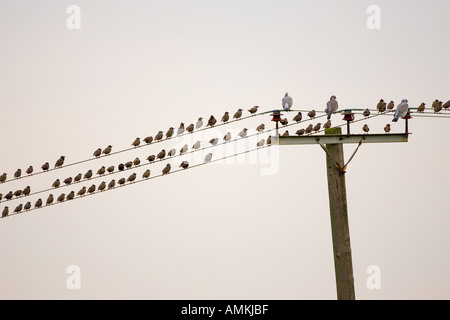 Wandernde Stare Holz Tauben an der Themsemündung Vogelgrippe Vogelgrippe könnte zu Großbritannien durch Zugvögel gebracht werden. Stockfoto