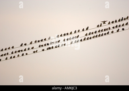Wandernde Stare auf Drähte am Themse-Mündung Avian Flu Vogelgrippe konnte durch die Migration nach Großbritannien gebracht werden Vögel Stockfoto