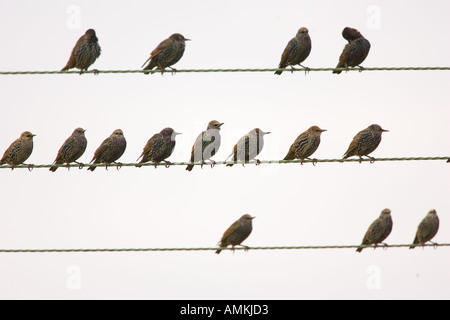 Wandernde Stare auf Drähte am Themse-Mündung Avian Flu Vogelgrippe konnte nach Großbritannien aus Europa durch die Migration gebracht werden Vögel Stockfoto
