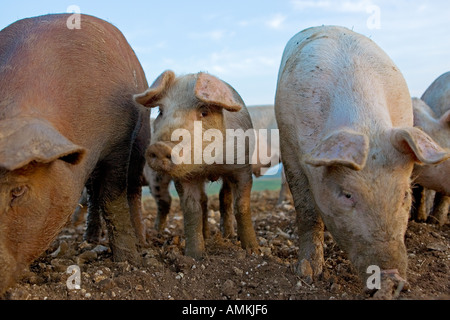 Ferkel unter Schweinen, England Stockfoto