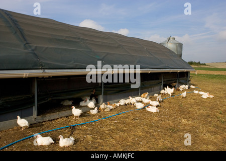 Freilaufenden Hühnern Rasse Isa 257 herumlaufen frei und aus ihrer mobilen Scheune an der Sheepdrove Bio Bauernhof Lambourn in England Stockfoto