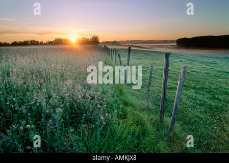 Klee-Feld bei Dämmerung, Alberta, Canada Stockfoto